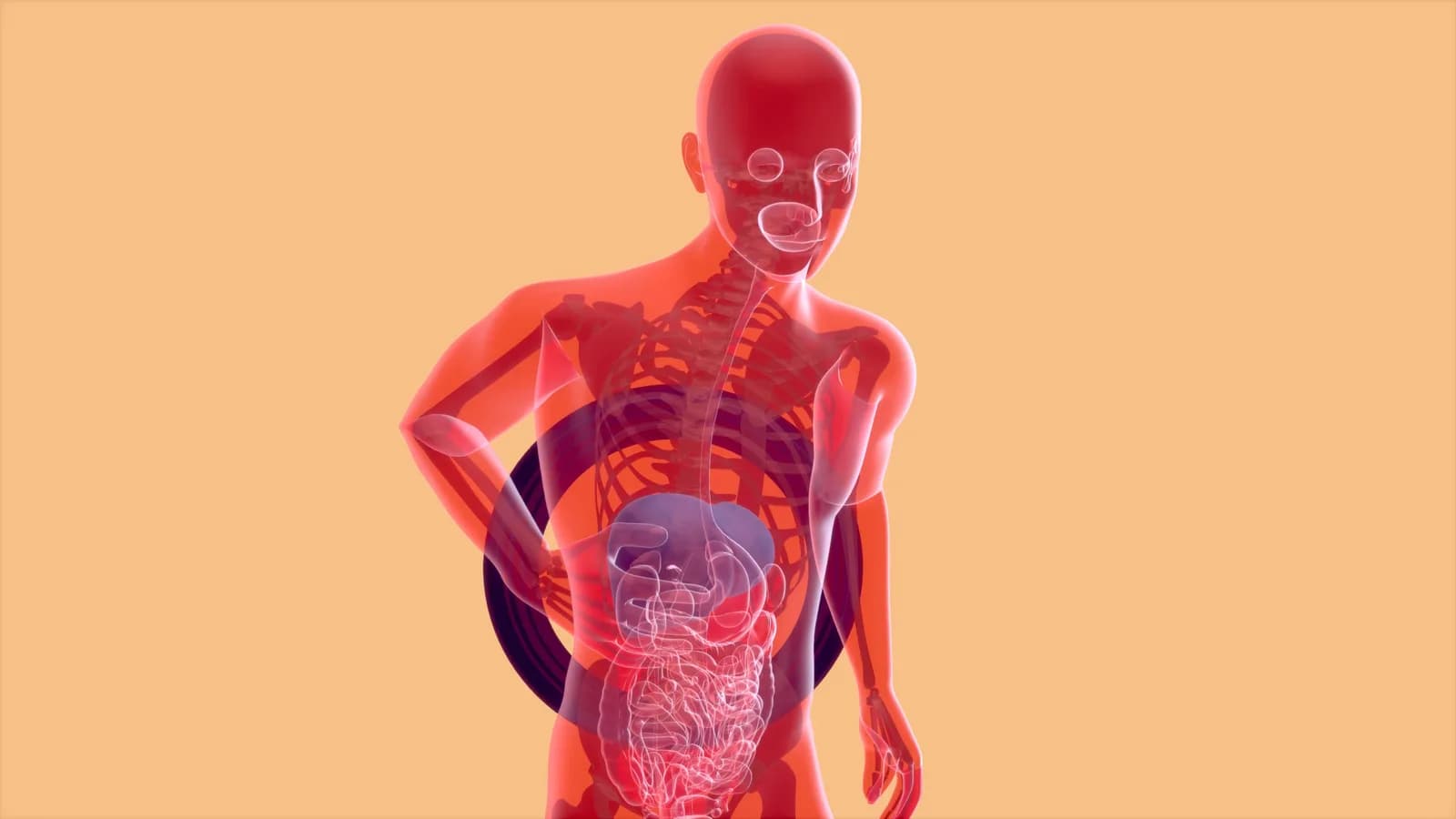 أطباء جهاز هضمي في البلقاء — رسم تشريحي توضيحي للجهاز الهضمي — دليل أفضل أطباء جهاز هضمي في البلقاء